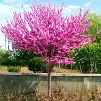 紫荆树大树庭院观赏绿化苗木丛生紫荆苗紫荆花苗花卉紫荆树苗满条红