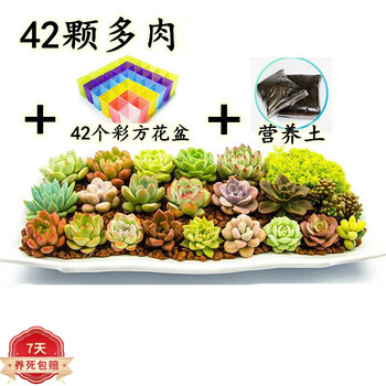 多肉植物套餐迷你绿植组合坠化带盆爆盆一箱D7 42颗+42个彩方盆+营养土 裸根不带土