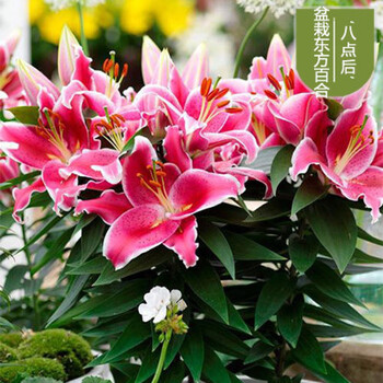盆栽百合花种子香水百合种球绿植盆栽花卉植物室内外阳台四季观花花种子f3 八点后其他 图片价格品牌报价 京东