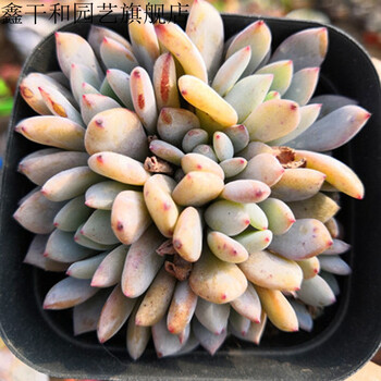 紫梦多头老桩紫心多肉植物组合盆栽红宝石室内花卉绿植新手易养奥古斯都多头6 5盆裸根不带土 图片价格品牌报价 京东