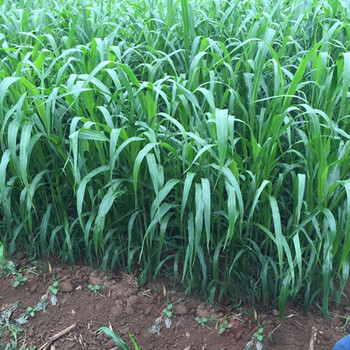 檀轩阁 高丹草种籽羊牛养殖饲料草籽高丹王牧草种子喂猪草种鱼草种籽