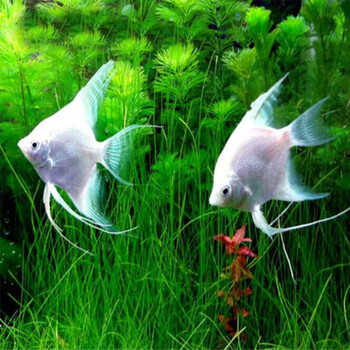 荣郁七彩神仙燕鱼鱼苗野彩鱼白燕68cm