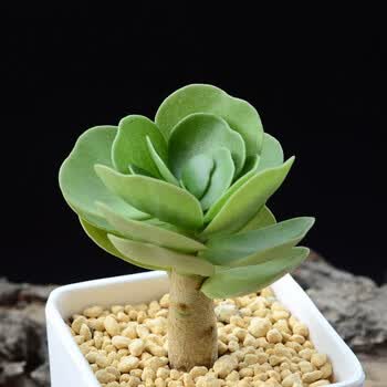 金钱木群生多肉植物盆栽肉肉新手植物办公室创意花卉绿植防辐射金钱木4 5cm 不含盆土 3颗 图片价格品牌报价 京东 金钱木群生多肉植物盆栽肉肉新手植物办公室创意花卉绿植防辐射金钱木4 5cm 不含盆土 3颗 图片价格品牌报价 京东