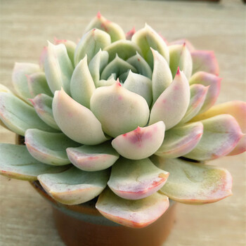 莞鲜艾格尼丝玫瑰小老桩多肉植物控养老桩 墨西哥雪球6厘米 裸根不