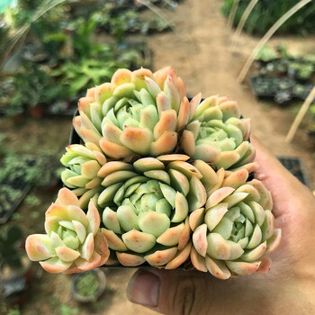 墨西哥巨人大型多肉植物披粉超仙布兰迪老桩一物一拍组合盆栽香草比斯肉肉玫瑰小狐狸紫蝶珊瑚豆果冻乙女心日系冰梅7厘米群生 图片价格品牌报价 京东