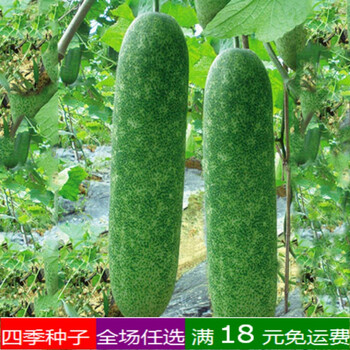 冬瓜种子粉皮冬瓜毛节瓜圆长瓠瓜一串铃冬瓜西葫芦阳台盆栽种子毛节冬瓜粒 图片价格品牌报价 京东