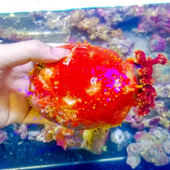 达泽侠海苹果海水鱼活体海洋生物滤食生物软体动物快递包活海苹果11