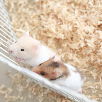 麦叮卡 宠物仓鼠活物小仓鼠幼崽活体仓鼠宝宝金丝熊苍鼠 金丝熊+虎纹熊
