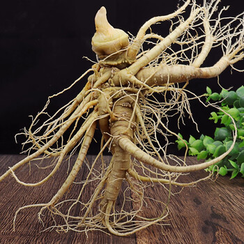 北京新鲜三七现挖云南文山活生潮田七头根泡酒材酒材料 代洗3个新鲜