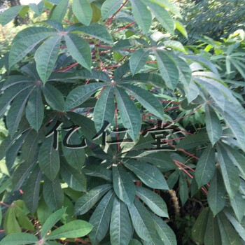 有仁堂 现採现实发木薯叶 南洋薯叶 树薯叶 木番薯叶(新鲜) 1000g