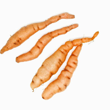 鲜地黄河南焦作怀地黄地黄根新鲜地黄种子生地黄现挖现发大个 20到40