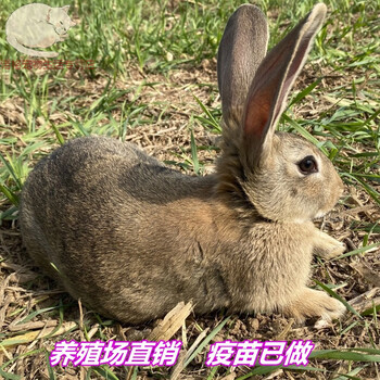 奢络弗(sheluofu)兔活物型肉兔一对起幼兔成年兔食用养兔比利时兔子