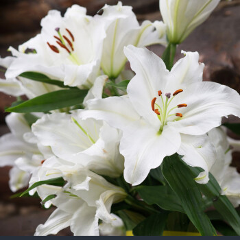 香水百合花盆栽室内花室外百合种球种子大球花卉四季开花植物好养白色1个种球 盆土 肥12 图片价格品牌报价 京东 香水百合花盆栽室内花室外百合种球种子大球花卉四季开花植物好养白色1个种球 盆土 肥12 图片价格品牌报价 京东