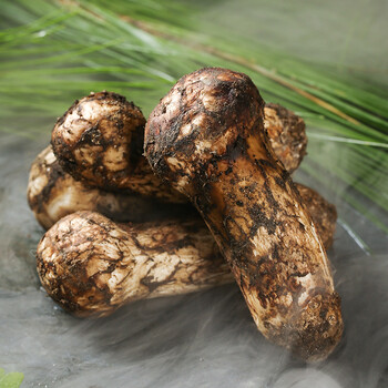 2022年云南香格里拉新鲜松茸松口蘑云南菌菇松茸畅享装5-7cm 畅享装5