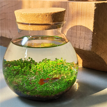 微景观生态瓶治愈创意迷你玻璃瓶鱼缸办公室绿植水草种子发芽记录孔雀
