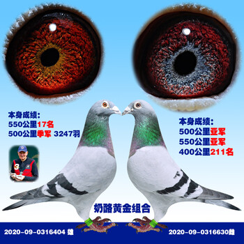鸽子成绩赛鸽血统赛鸽名家信鸽公棚信鸽天落鸟幼鸽 奶酪黄金配对获奖