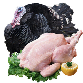 淘穗 散养火鸡 圣诞烤火鸡肉 整鸡活体现杀 杀后一只约4kg