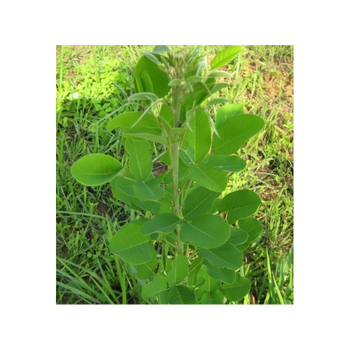 元冬长镰草种子籽响铃草种子墓地草坪种子耐旱耐贫瘠四季青草籽坟头草