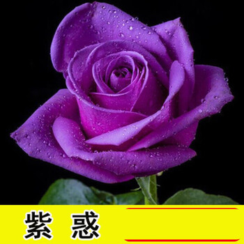 玫瑰花苗老桩 月季花苗玫瑰花老桩老根四季盆栽室内开花不易断大花