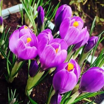 御春阁藏红花种球番红花食用耐寒花卉种子冬季西红花苗球根植物盆栽安逸番红花5棵 图片价格品牌报价 京东 御春阁藏红花种球番红花食用耐寒花卉种子冬季西红花苗球根植物盆栽安逸番红花5棵 图片价格品牌报价 京东