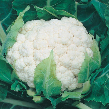 【虹越】蔬菜种子 萌吖吖芦笋西兰花秋葵丝瓜芥菜白菜花  阳台家庭