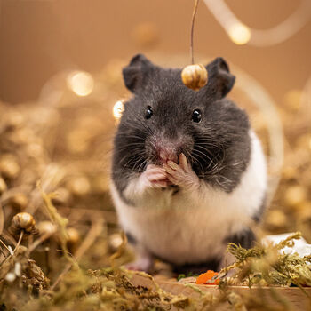 短云仓鼠宠物仓鼠活物宠物活物仓鼠小宠物长毛金丝熊小仓鼠宠物奶牛熊