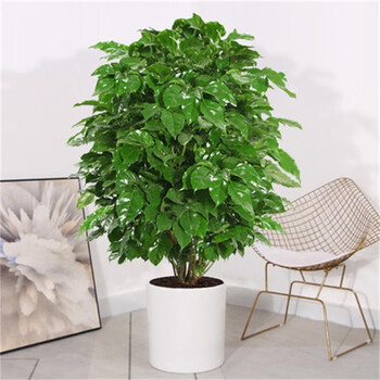 中梦幸福树客厅大盆栽四季常青大绿植绿宝植物 从生幸福树70-80厘米(白塑料盆) 含盆