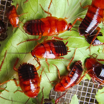 【速发】樱桃红蟑螂 樱桃蟑螂 爬宠 昆虫 活饵 饲料 1-1.