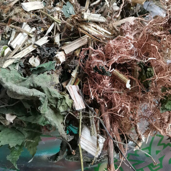 新鲜野生红杆荨麻草四川红活麻红霍麻草咬人草红豁麻绿杆荨麻草 干货