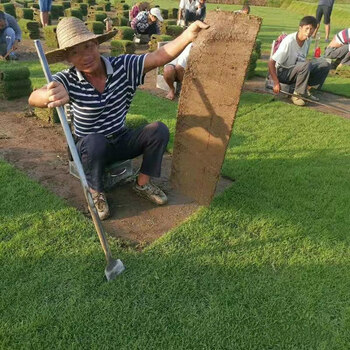 草坪真草皮马尼拉果岭草四季青百慕大庭院别墅小区厂区绿化 剪股颖一