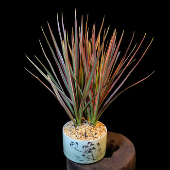 七彩铁彩虹铁兰三色龙血树盆栽盆景室内植物吸甲醛花卉绿植 彩虹铁