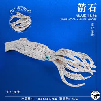 史前海洋生物巨箭石模型泥盆纪动物远古鱿鱼儿童仿真玩具 威瓦西亚虫