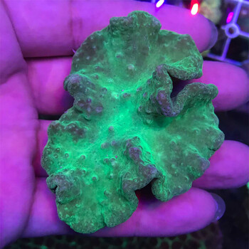 皮革珊瑚花环皮革手指皮革珊瑚黄金手指绿花环海水鱼软体生物快递绿皮革3 4cm 图片价格品牌报价 京东 皮革珊瑚花环皮革手指皮革珊瑚黄金手指绿花环海水鱼软体生物快递绿皮革3 4cm 图片价格品牌报价 京东