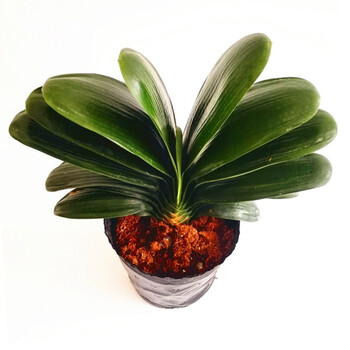 君子兰花卉盆栽盆景开花植物四季君子兰观花植物乔迁送礼君子兰盆景