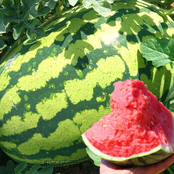 农之子 懒汉王西瓜种子抗重茬懒人超早苗秧 懒汉西瓜苗 15棵带土幼苗