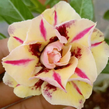 玫瑰天宝花盆栽老桩多季开花好养室内阳台花卉绿植盆景多肉 三色堇