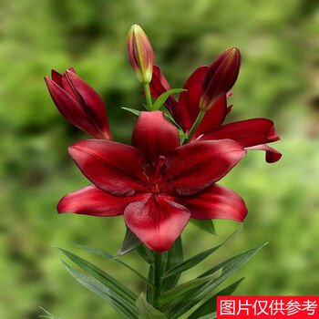 红色【浓香香水百合】 1颗