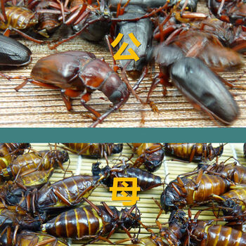 野生山山牛山水牛食用昆虫山虫牛公母水牛子生鲜冷冻运输沂蒙特产