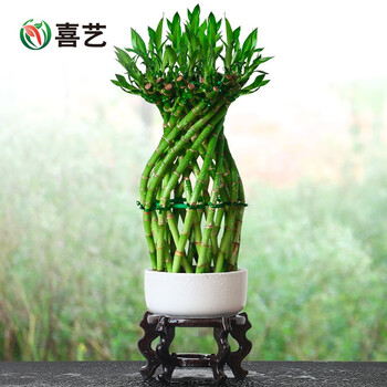 塔竹节节高竹塔富贵竹水竹发财招财竹水养竹子水培植物花卉室内客厅