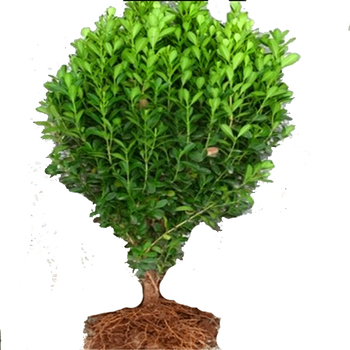 冬青苗冬青小苗小叶黄杨苗瓜子黄杨苗万年青绿化树苗庭院篱笆苗木冬青苗红花继木苗黄杨苗高60冠45厘米左右裸根不带土 图片价格品牌报价 京东