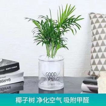 绿植花卉发财树栀子花绿萝客厅阳台组合小盆栽自动吸水懒人盆栽绿植幸福树 袖珍椰子+(早安盆)