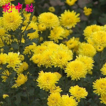 花中酷散装黄菊花种子食用泡茶贡菊小杭白菊花野菊花种子黄菊种子一斤 图片价格品牌报价 京东 花中酷散装黄菊花种子食用泡茶贡菊小杭白菊花野菊花种子黄菊种子一斤 图片价格品牌报价 京东
