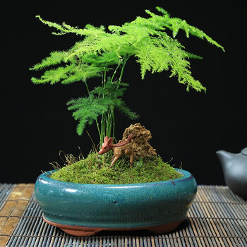 文竹办公室盆栽绿植花卉绿植办公桌绿植桌面文竹盆栽苗文竹室内盆景文竹 仙林迷路颜色随机 圆形大款 图片价格品牌报价 京东