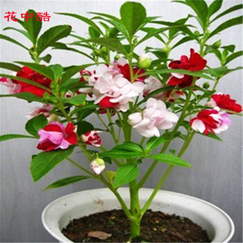 花中酷品牌花草种子价格趋势分析