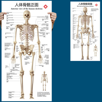 标准人体骨骼图大挂图片全身高清人体骨骼结构图解剖图全身海报相纸28寸 图片价格品牌报价 京东