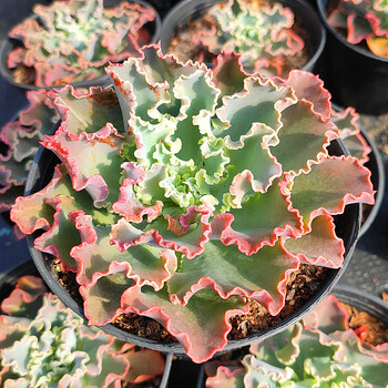 高砂之翁水瓶座蓝狐舞会红裙女王花笠包菜系多肉植物肉肉大棵老桩蓝狐单头10 12厘米裸根不带土 图片价格品牌报价 京东