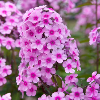 虹越 宿根福禄考1加仑盆栽苗多年生宿根草花花园植物易养耐热福禄考混色 图片价格品牌报价 京东 虹越 宿根福禄考1加仑盆栽苗多年生宿根草花花园植物易养耐热福禄考混色 图片价格品牌报价 京东