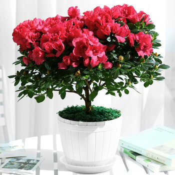杜鹃花杜鹃花盆栽植物室内好养的花杜娟四季开花不断花卉观花植物f7 红色杜鹃不含盆 图片价格品牌报价 京东 杜鹃花杜鹃花盆栽植物室内好养的花杜娟四季开花不断花卉观花植物f7 红色杜鹃不含盆 图片价格品牌报价 京东