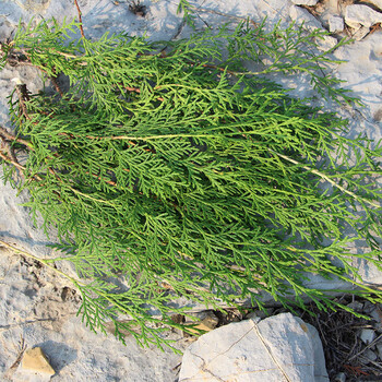 侧柏叶野生5斤中药材乌发侧伯扁柏叶新鲜侧柏叶特价新鲜侧柏叶5斤带小