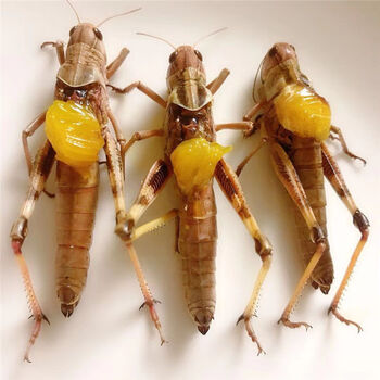 新鲜蚂蚱 蝗虫 活体 蚱蜢  东亚飞蝗 速冻飞蝗公母混合母带籽 纯母去